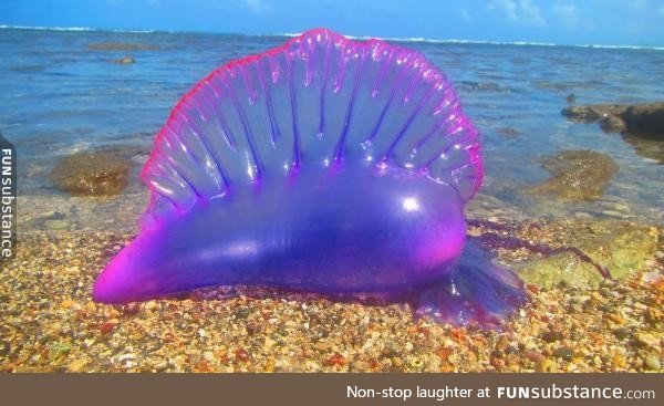 This jellyfish looks like it was colored in by Lisa Frank