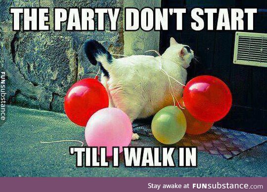 Party cat is here