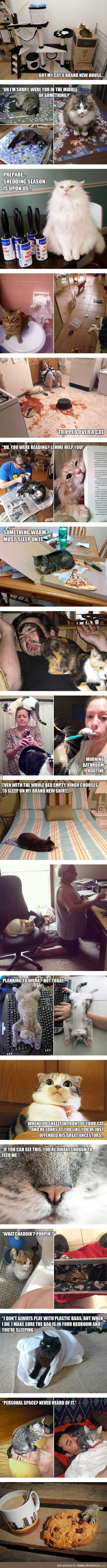Hilarious struggles only cat owners will understand