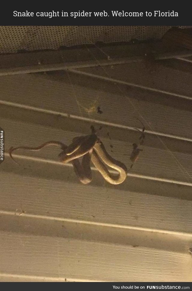 Snake caught in spider web. Welcome to Florida