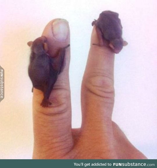 Baby bats so tiny they can cuddle your finger