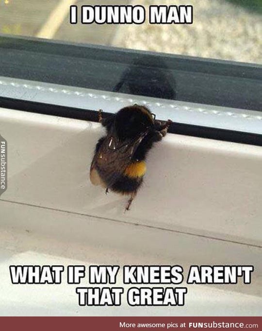 The Bee's Knees