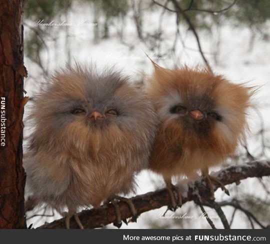 These fluffy baby owls