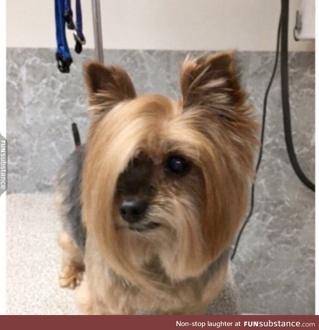 This dog just showed up to PetSmart and asked to speak to the manager
