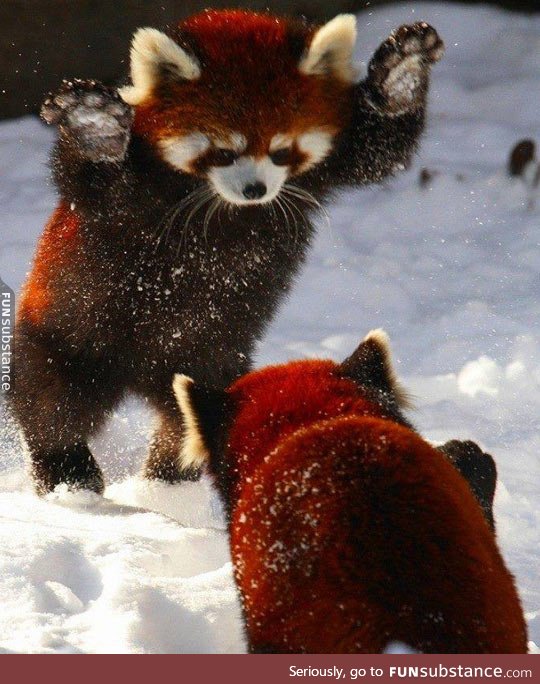 Red pandas playing in the snow