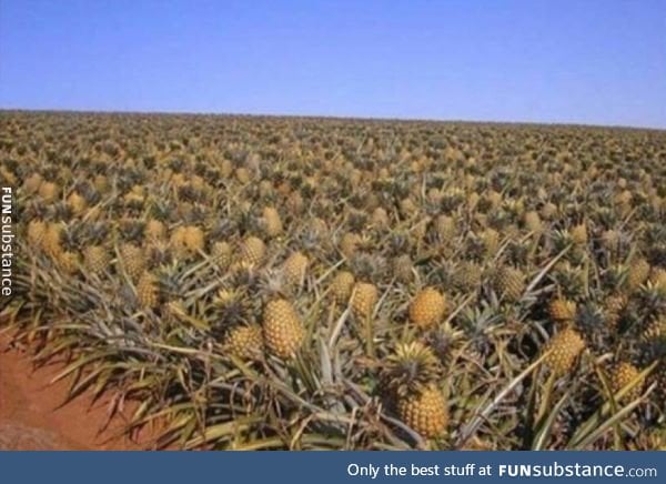 In case you were wondering how the pineapples grow