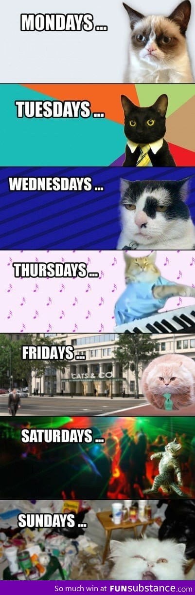 weekly cats