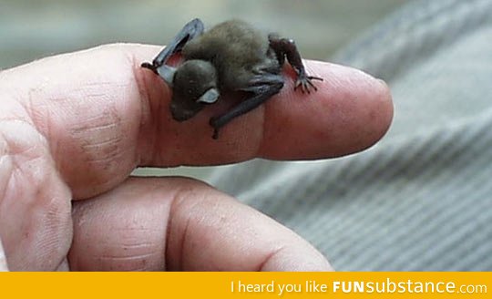 Bumblebee Bat, the smallest mammal in the planet