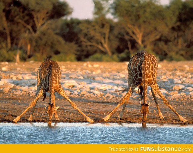 How giraffes drink water