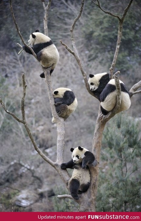 Just pandas chillin'