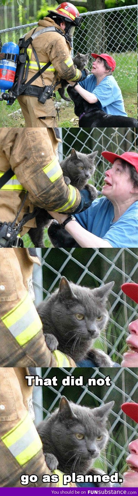 Evil cat is saved from the fire