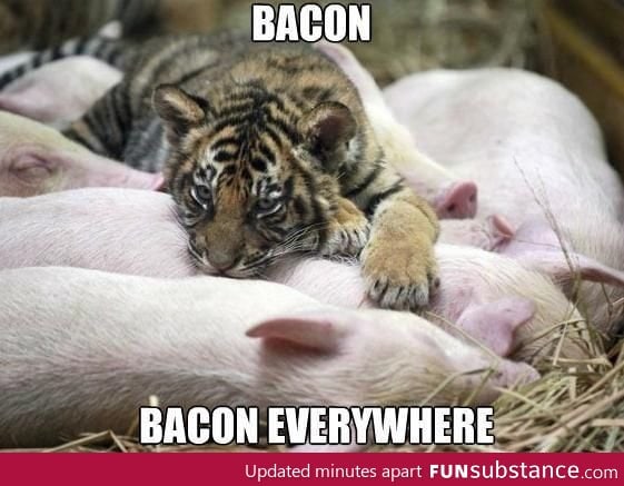 Bacon everywhere