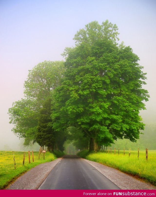 Tree Tunnel