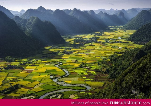 Alternating Rice Plots in Vietnam