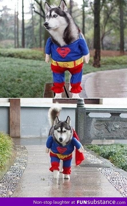 Superdog To The Rescue