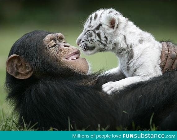 Beautiful picture of an ape holding a tiger