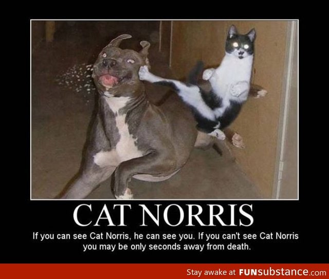 cat Norris