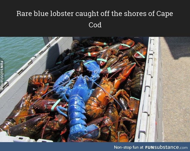 Rare blue lobster caught off the shores of Cape Cod