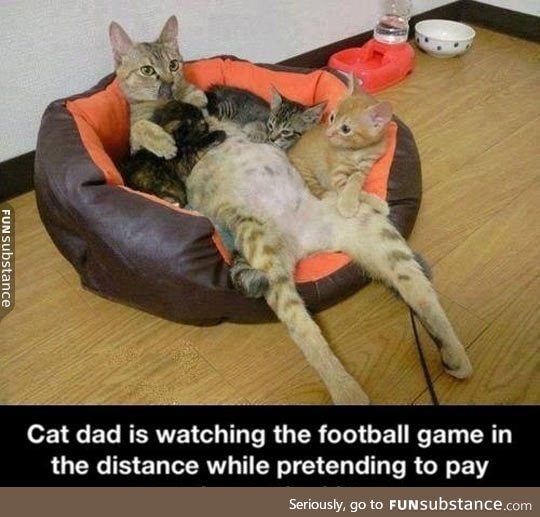 The life of cat dad