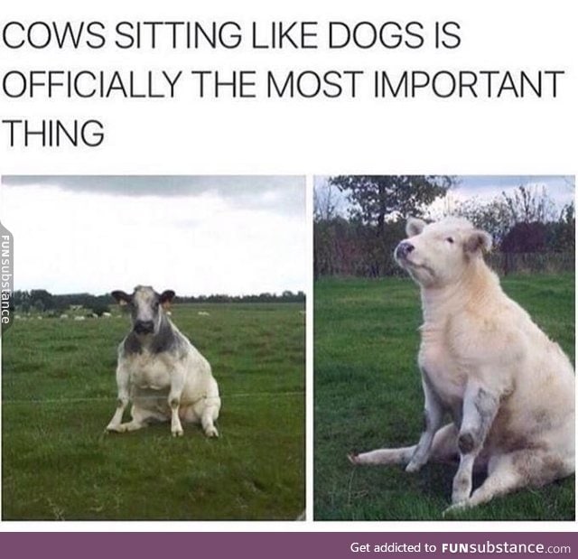 Cows are like dogs