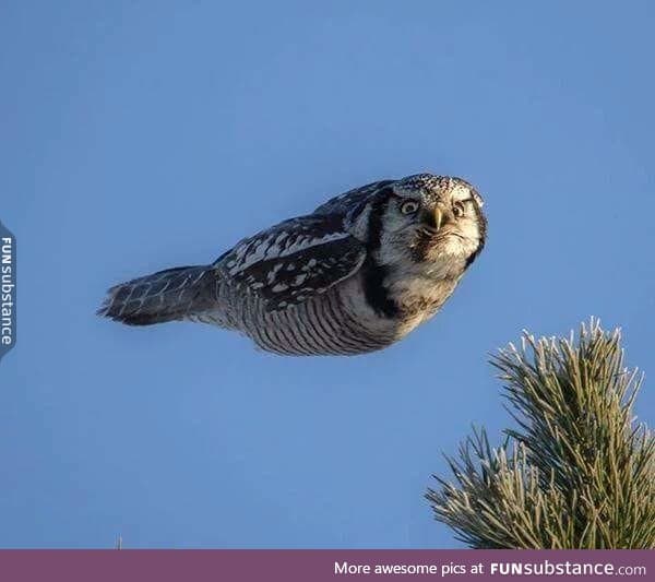 Owl mid-flight