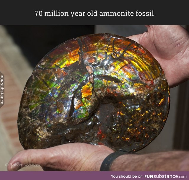 Amazing fossil