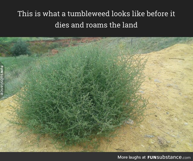 This is what a tumbleweed looks like before it dies