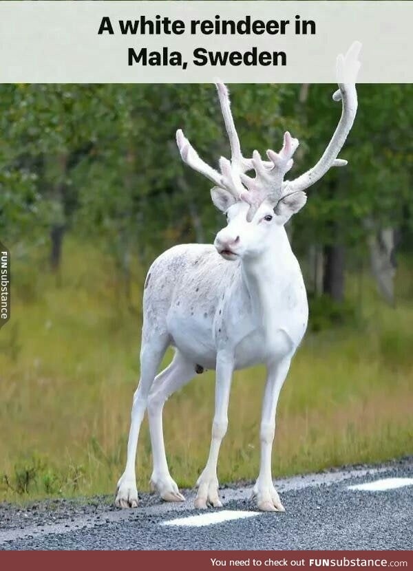 Ever seen a white reindeer?