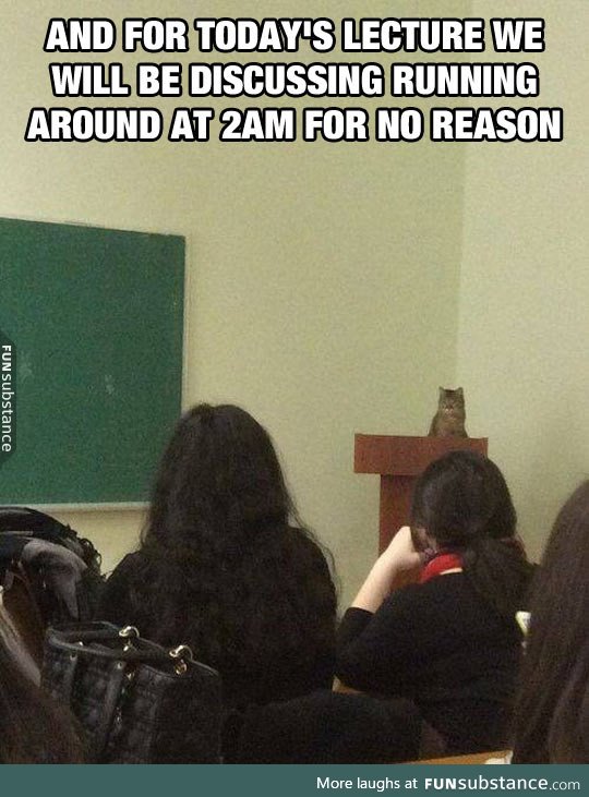 Professor kitty