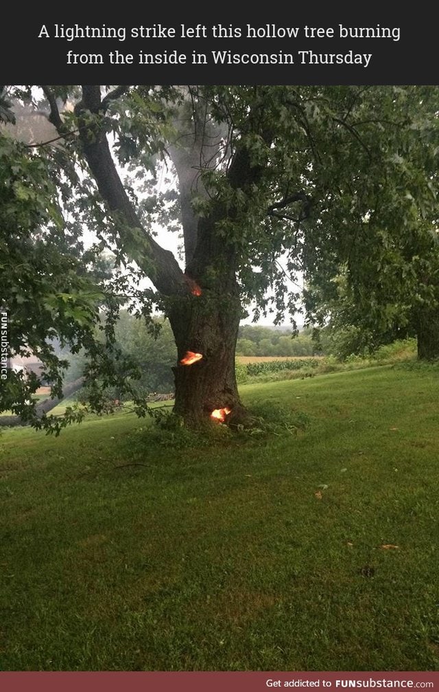 What lighting does to a tree