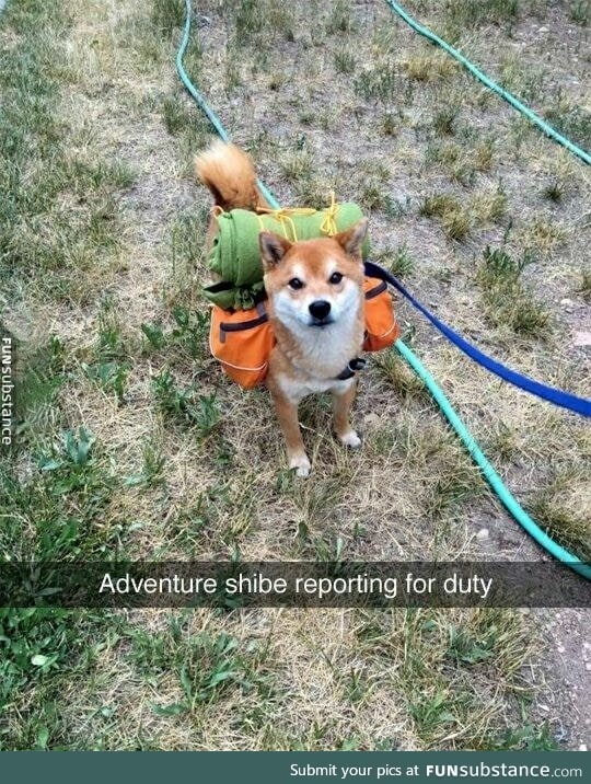 Doge ready for adventure!