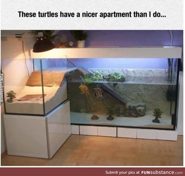 Turtle mansion