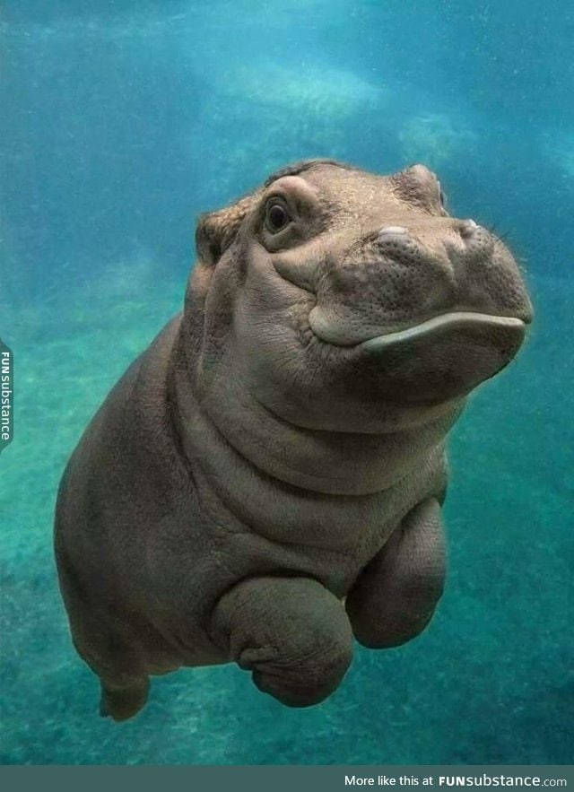 Baby hippo will murder your entire family. Run