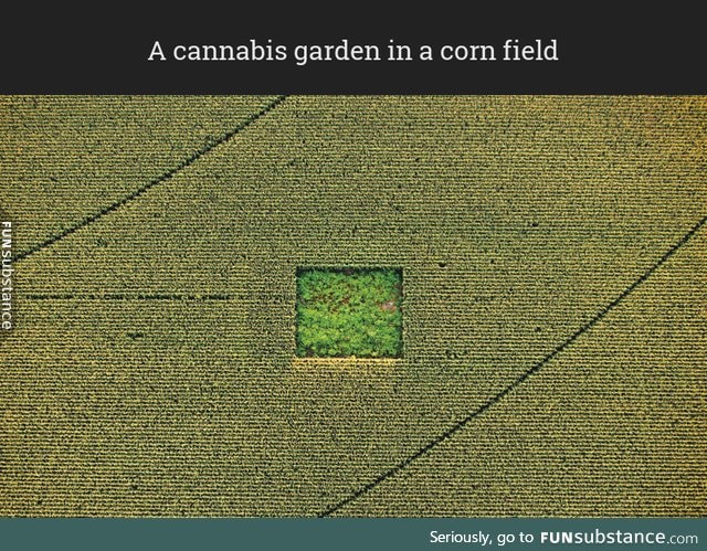 A cannabis garden in a corn field