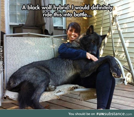 Beautiful black wolf hybrid