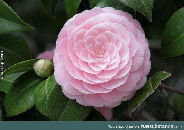 The perfection of Camelia flower