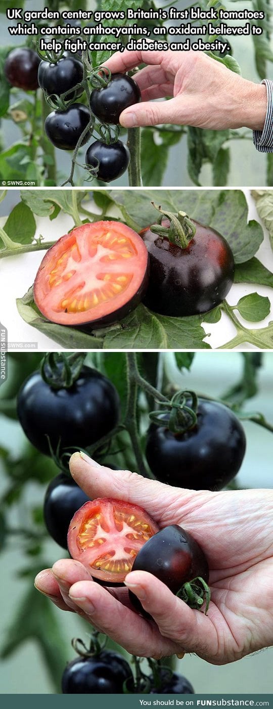 Dark tomatoes