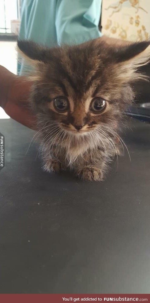 If you're feeling sad here's a picture of a rescued baby kitten