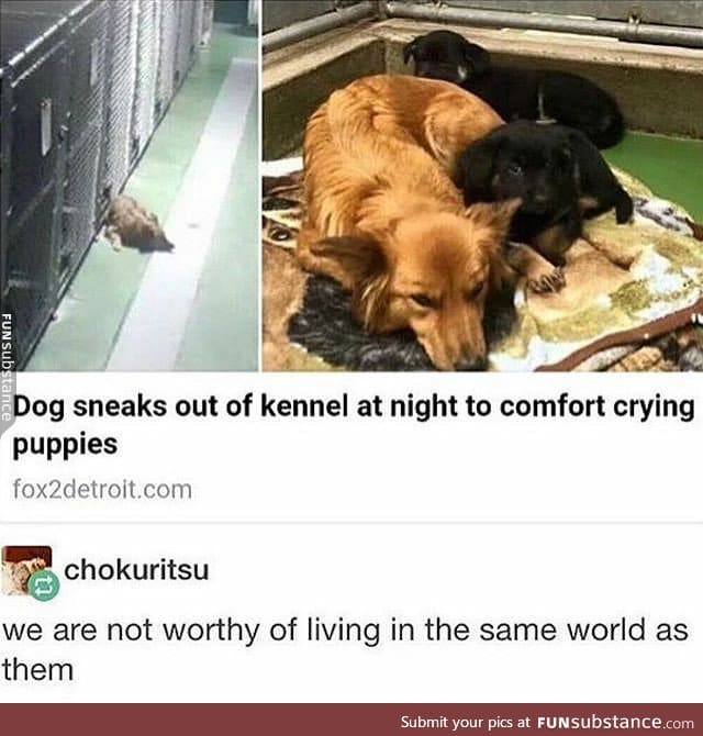 Some dogs are better than humans