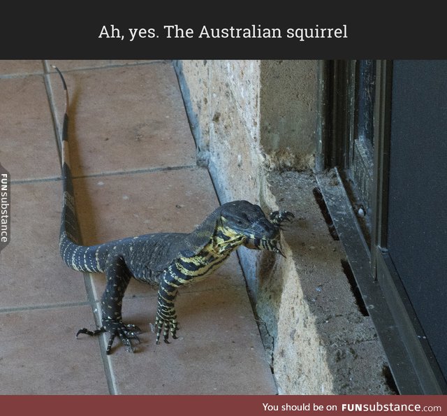 Ah, yes. The Australian squirrel