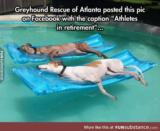 Senior dogs enjoying life