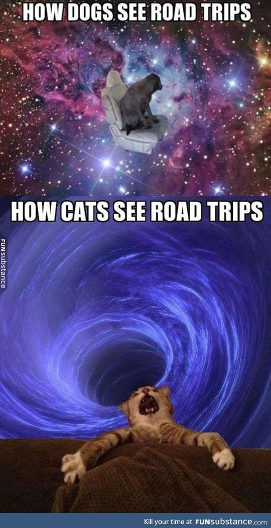 How your pets see road trips