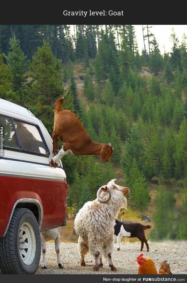 Gravity level: Goat