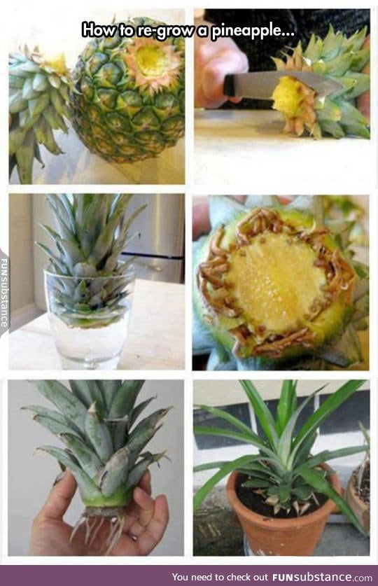 Duplicating a pineapple