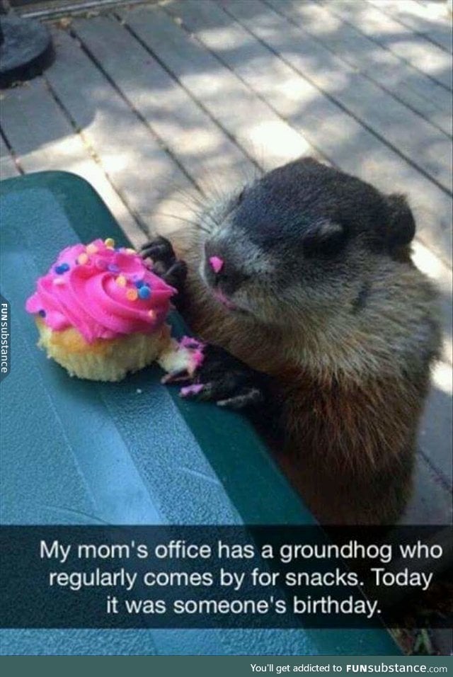 Groundhog does a yum