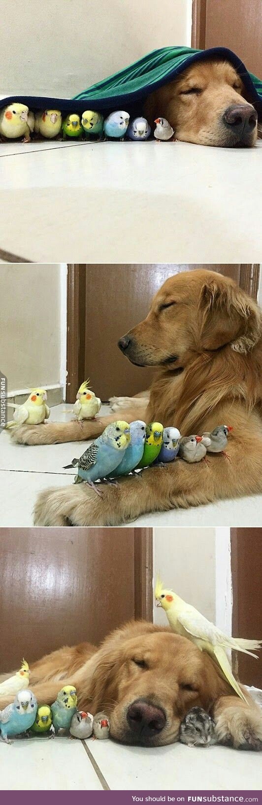 I don't think this is what they mean by "bird dog"