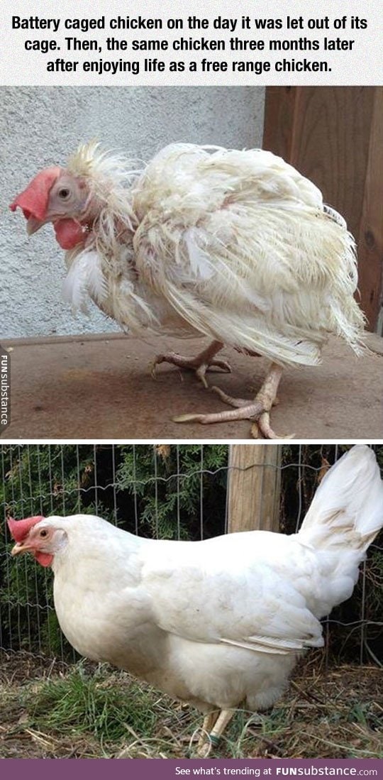 What stress does to a chicken