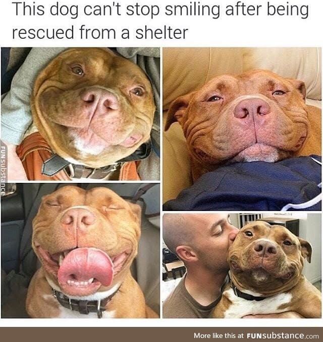Saved dog