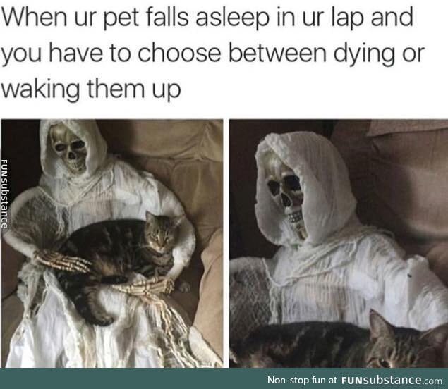 This would be if my pets weren't jerks