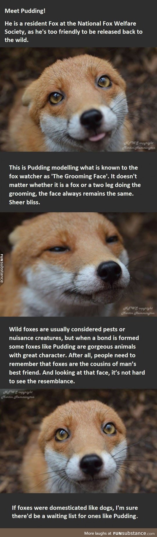 Foxes are just misunderstood creatures